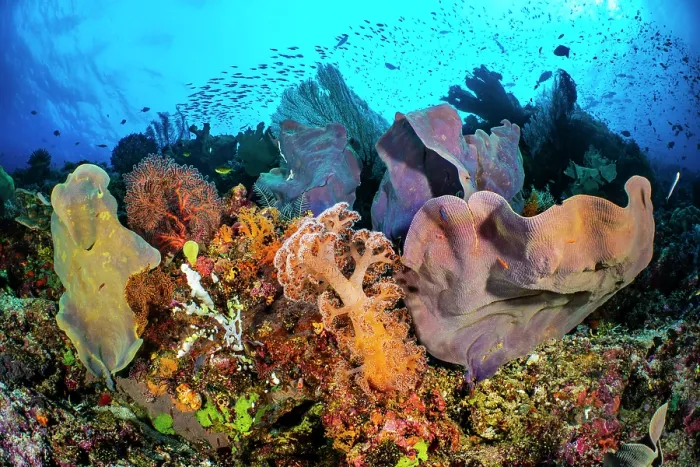 Framed Print : Coral reef scene with soft corals (Dendronephthya sp.), Elephant ear sponge (Lanthella basta) and schooling fish above, Misool, Raja Ampat, West Papua, Indonesia, Ceram Sea Framed Print : Coral reef scene with soft corals (Dendronephthya sp.), Elephant ear sponge (Lanthella basta) and schooling fish above, Misool, Raja Ampat, West Papua, Indonesia, Ceram Sea