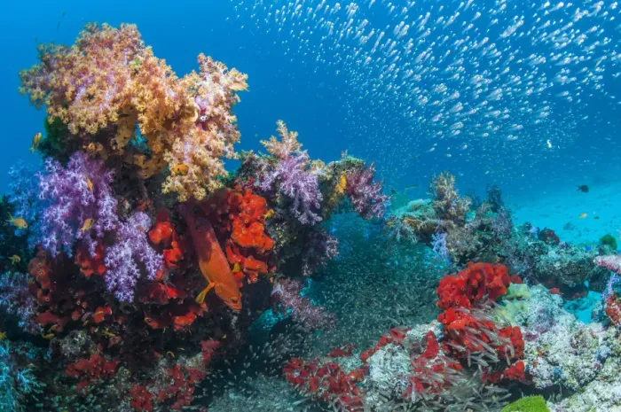 Framed Print : Coral reef with soft corals (Dendronephthya sp. ), encrusting sponges and Pygmy sweepers Framed Print : Coral reef with soft corals (Dendronephthya sp. ), encrusting sponges and Pygmy sweepers