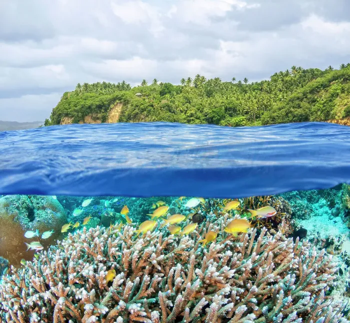 Framed Print : Coral reef with Threadfin anthias (Pseudanthias huchtii) shoal with Bluegreen chromis (Chromis viridis) amongst them, under shallow sea with a coconut tree forest in background, Philippines, Pacific Ocean. Split level composite shot Framed Print : Coral reef with Threadfin anthias (Pseudanthias huchtii) shoal with Bluegreen chromis (Chromis viridis) amongst them, under shallow sea with a coconut tree forest in background, Philippines, Pacific Ocean. Split level composite shot
