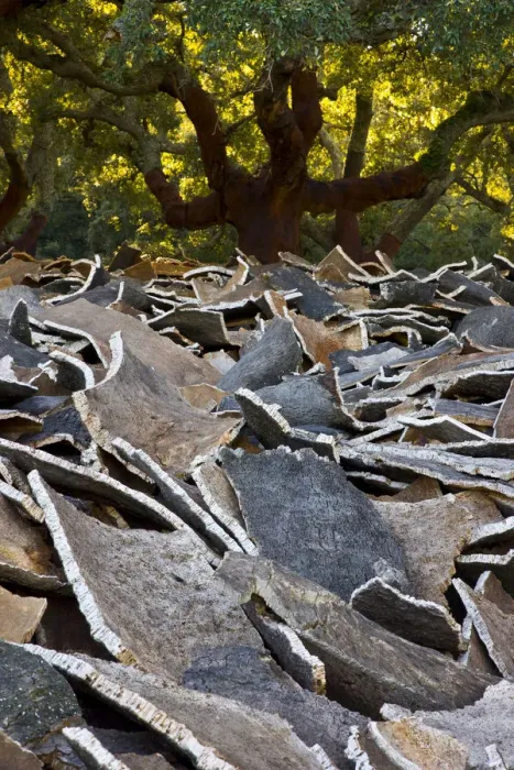 Framed Print : Cork from the bark of Cork oak trees {Quercus suber} Parque Natural de los Alcornocales Framed Print : Cork from the bark of Cork oak trees {Quercus suber} Parque Natural de los Alcornocales