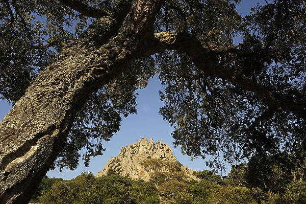 Cork Oak (Quercus suber) Aggius, Sardinia, Italy. July 2008