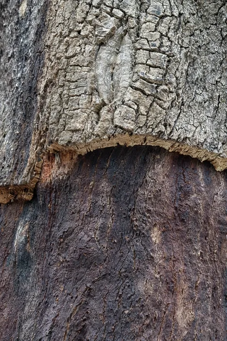 Framed Print : Cork oak (Quercus suber) bark detail, Portugal. June Framed Print : Cork oak (Quercus suber) bark detail, Portugal. June