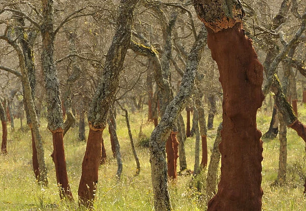 Cork oak tree (Querus suber) trunks with bark harvested, Aggius, Sardinia, Italy