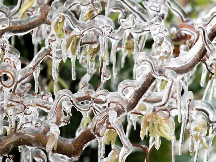 Framed Print : Corkscrew hazel (Corylus avellana contorta) covered in frost, Ovada, Piedmont, Italy. December Framed Print : Corkscrew hazel (Corylus avellana contorta) covered in frost, Ovada, Piedmont, Italy. December