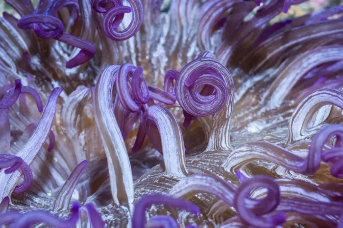 Framed Print : Corkscrew or Long tentacle anemone (Macrodactyla doreensis). Lembeh Strait, North Sulawesi Framed Print : Corkscrew or Long tentacle anemone (Macrodactyla doreensis). Lembeh Strait, North Sulawesi