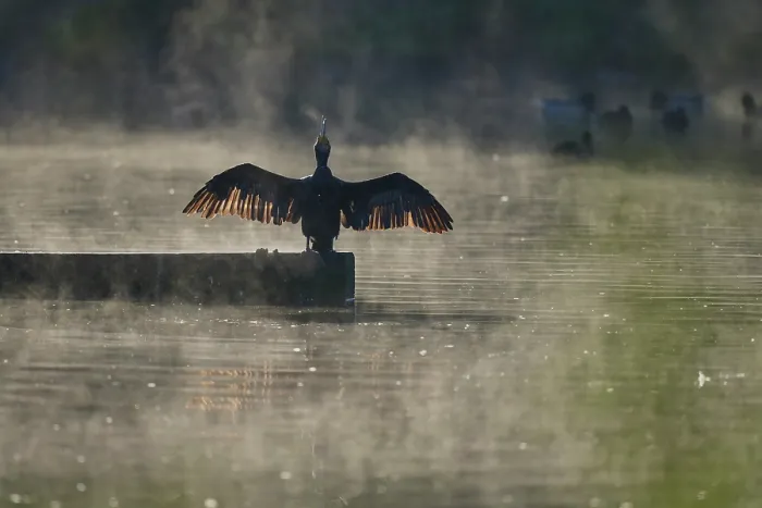Framed Print : Cormorant (Phalacrocorax carbo) drying its wings in morning sunlight, Reddish Vale Country Park, Greater Manchester, UK. October