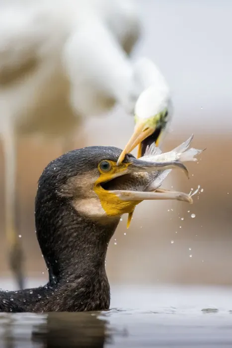 Framed Print : Cormorant (Phalacrocorax carbo) and Great egret (Ardea alba) fighting over fish, Lake Csaj Framed Print : Cormorant (Phalacrocorax carbo) and Great egret (Ardea alba) fighting over fish, Lake Csaj