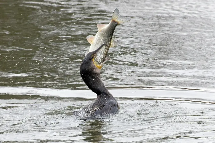 Framed Print : Cormorant (Phalacrocorax carbo) swallowing fish prey, Norfolk, England, UK. February