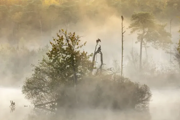 Framed Print : Cormorants (Phalacrocorax carbo) in early morning mist, Oisterwijkse Bossen en Framed Print : Cormorants (Phalacrocorax carbo) in early morning mist, Oisterwijkse Bossen en