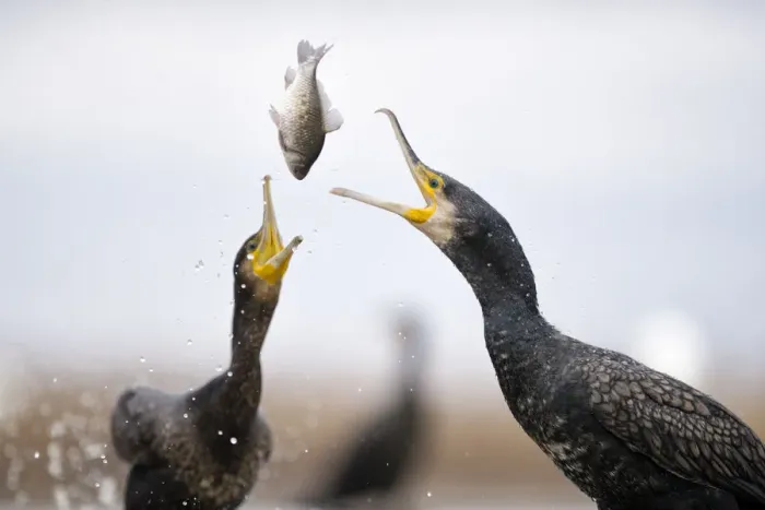 Framed Print : Cormorants (Phalacrocorax carbo) squabbling over fish, Lake Csaj, Kiskunsagi National Park Framed Print : Cormorants (Phalacrocorax carbo) squabbling over fish, Lake Csaj, Kiskunsagi National Park