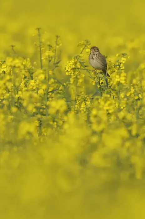 Framed Print : Corn bunting (Milaria calandra) perched in a field of Oilseed rape (Brassica napus)