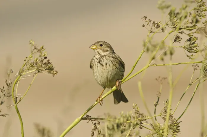 Framed Print : Corn bunting (Milaria calandria / Emberiza calandra) perched on seed head, Norfolk Framed Print : Corn bunting (Milaria calandria / Emberiza calandra) perched on seed head, Norfolk