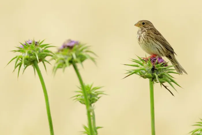 Framed Print : Corn bunting (Miliaria calandra), Cadiz, Andalusia, Spain, May Framed Print : Corn bunting (Miliaria calandra), Cadiz, Andalusia, Spain, May