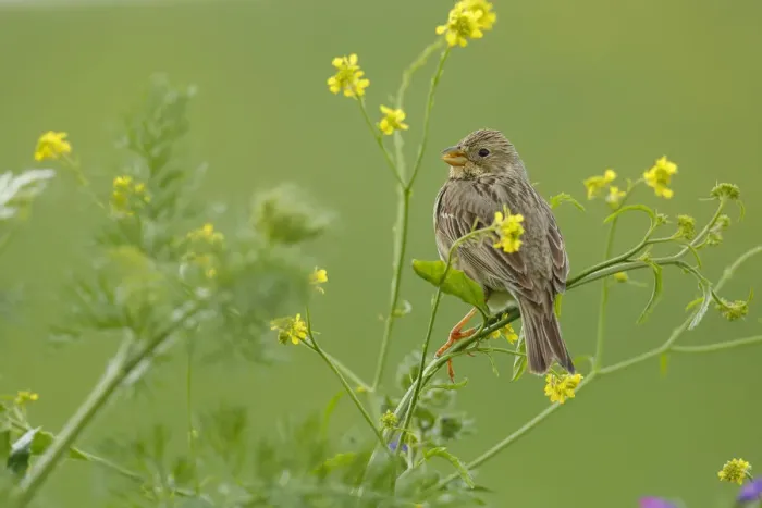 Framed Print : Corn bunting (Miliaria calandra) perched in brassica flowers, Sierra de Grazalema Natural Park Framed Print : Corn bunting (Miliaria calandra) perched in brassica flowers, Sierra de Grazalema Natural Park