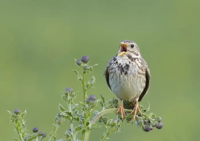 Framed Print : Corn bunting (Miliaria calandra) singing, Formby, Lancashire, England, UK, June Framed Print : Corn bunting (Miliaria calandra) singing, Formby, Lancashire, England, UK, June