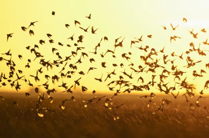 Framed Print : Corn buntings (Emberiza calandra) in flight, Wallasea Island Wild Coast Project, Essex Framed Print : Corn buntings (Emberiza calandra) in flight, Wallasea Island Wild Coast Project, Essex