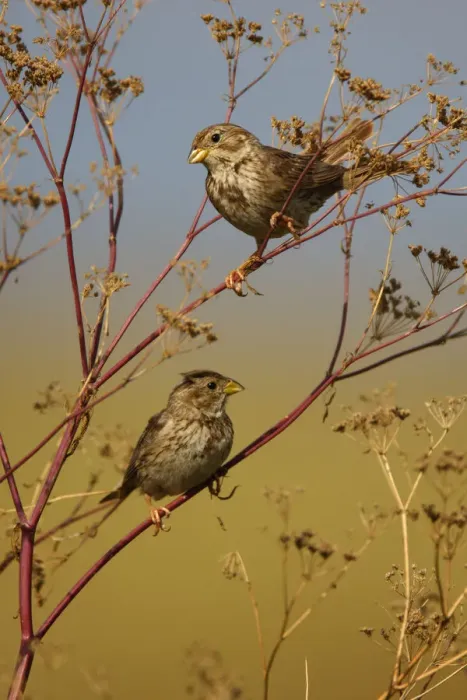 Framed Print : Two Corn buntings (Emberiza calandra) perching on vegetation, Bagerova Steppe, Kerch Peninsula Framed Print : Two Corn buntings (Emberiza calandra) perching on vegetation, Bagerova Steppe, Kerch Peninsula