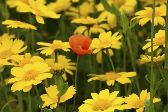 Framed Print : Corn marigold (Chrysanthemum segetum) and Common poppy (Papaver rhoeas), in strips Framed Print : Corn marigold (Chrysanthemum segetum) and Common poppy (Papaver rhoeas), in strips