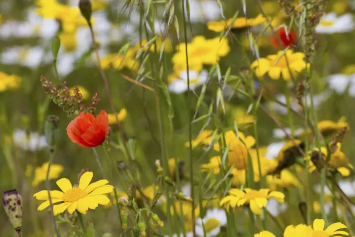 Framed Print : Corn Marigold (Chrysanthemum segetum) and Scentless mayweed (Tripleurospermum inodorum)