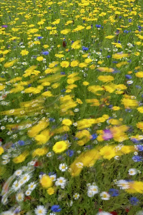 Framed Print : Corn marigolds (Glebionis segetum), Cornflowers (Centaurea cyanus) and other meadow flowers on a windy day, UK. Blurred motion Framed Print : Corn marigolds (Glebionis segetum), Cornflowers (Centaurea cyanus) and other meadow flowers on a windy day, UK. Blurred motion