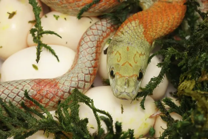 Framed Print : Corn snake (Pantherophis guttatus), mother with newly laid eggs. Captive Framed Print : Corn snake (Pantherophis guttatus), mother with newly laid eggs. Captive