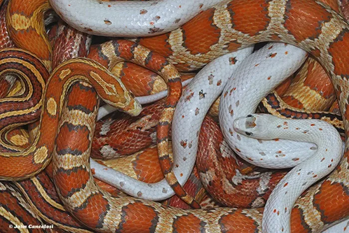 Framed Print : Corn snakes (Pantherophis guttatus) a collection of various morphotypes of captive snakes