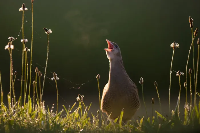 Framed Print : Corncrake (Crex Crex) calling, with breath vapor in early morning, Kiskunsagi National Park Framed Print : Corncrake (Crex Crex) calling, with breath vapor in early morning, Kiskunsagi National Park
