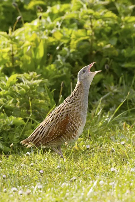 Framed Print : Corncrake (Crex crex) calling at dawn on machair, North Uist, Outer Hebrides, Scotland