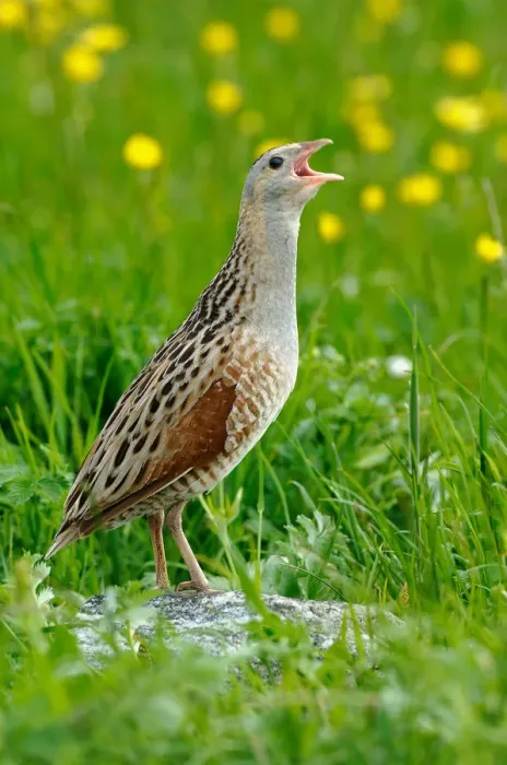 Framed Print : Corncrake (Crex crex) calling from rock, North Uist, Outer Hebrides, Scotland, UK Framed Print : Corncrake (Crex crex) calling from rock, North Uist, Outer Hebrides, Scotland, UK