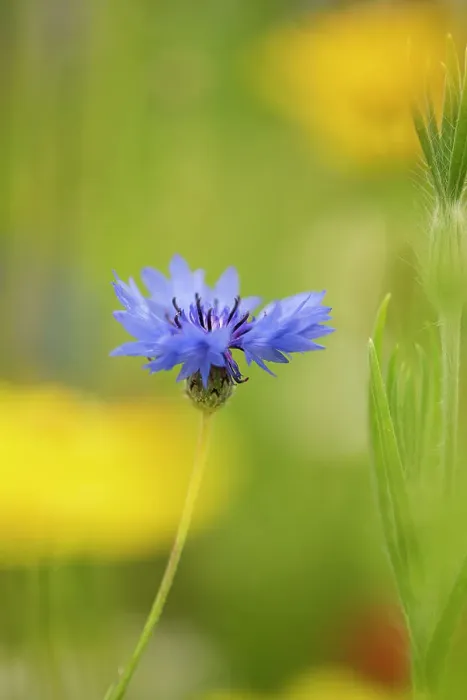 Framed Print : Cornflower (Centaurea cyanus) in flower, Surrey, UK. March Framed Print : Cornflower (Centaurea cyanus) in flower, Surrey, UK. March