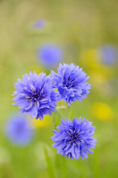 Framed Print : Cornflower (Centaurea cyanus) UK, July
