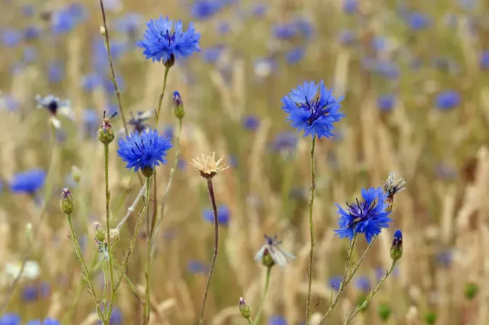 Framed Print : Cornflowers (Centaurea cyanus), locally rare plant, Probably not native at this site Framed Print : Cornflowers (Centaurea cyanus), locally rare plant, Probably not native at this site