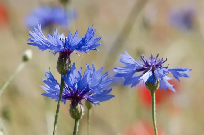 Framed Print : Cornflowers (Centaurea cyanus) in fallow fields, near Sugano, Orvieto, Italy, June Framed Print : Cornflowers (Centaurea cyanus) in fallow fields, near Sugano, Orvieto, Italy, June