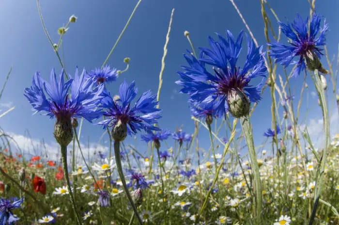 Framed Print : Cornflowers (Centaurea cyanus) in fallow fields, near Sugano, Orvieto, Italy, June