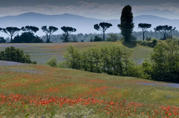 Framed Print : Cornflowers (Centaurea cyanus) and poppies (Papaver rhoeas) growing on fallow fields near Orvieto Framed Print : Cornflowers (Centaurea cyanus) and poppies (Papaver rhoeas) growing on fallow fields near Orvieto