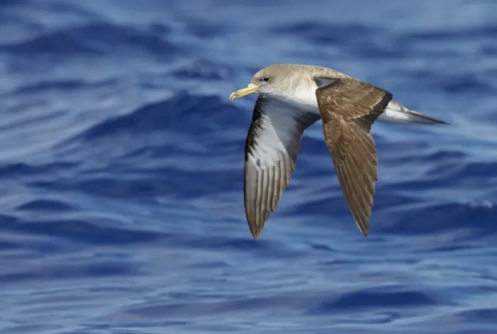 Framed Print : Corys Shearwater (Calonectris diomedea) in flight, over Atlantic Ocean, Madeira Framed Print : Corys Shearwater (Calonectris diomedea) in flight, over Atlantic Ocean, Madeira