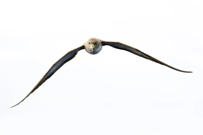 Framed Print : Corys shearwater (Calonectris diomedea) in flight, Pico, Azores, Portugal, June 2009 Framed Print : Corys shearwater (Calonectris diomedea) in flight, Pico, Azores, Portugal, June 2009
