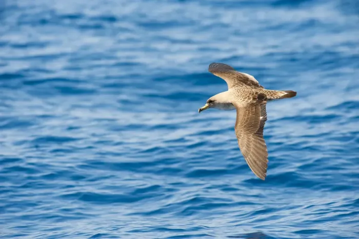 Framed Print : Corys Shearwater (Calonectris diomedea) in flight over sea, Canary Islands, May 2009 Framed Print : Corys Shearwater (Calonectris diomedea) in flight over sea, Canary Islands, May 2009