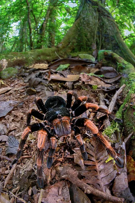 Framed Print : Costa Rican orange-kneed tarantula (Megaphobema mesomelas) female, on rainforest floor, Bosque de Paz, Montane forest, Atlantic slope, Costa Rica Framed Print : Costa Rican orange-kneed tarantula (Megaphobema mesomelas) female, on rainforest floor, Bosque de Paz, Montane forest, Atlantic slope, Costa Rica