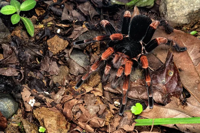 Framed Print : Costa Rican red leg tarantula (Megaphobema mesomelas) male, camouflaged in leaf litter, Cartago, Costa Rica Framed Print : Costa Rican red leg tarantula (Megaphobema mesomelas) male, camouflaged in leaf litter, Cartago, Costa Rica