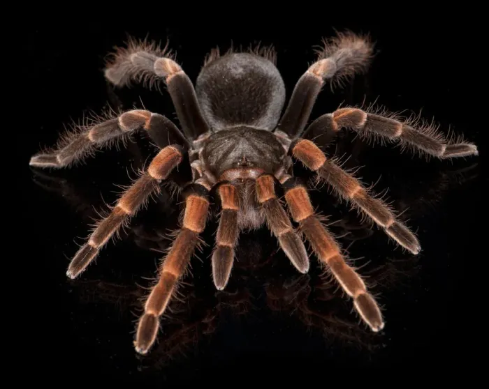 Framed Print : Costa Rican Redleg Tarantula (Megaphobema mesomelas), captive from South America Framed Print : Costa Rican Redleg Tarantula (Megaphobema mesomelas), captive from South America