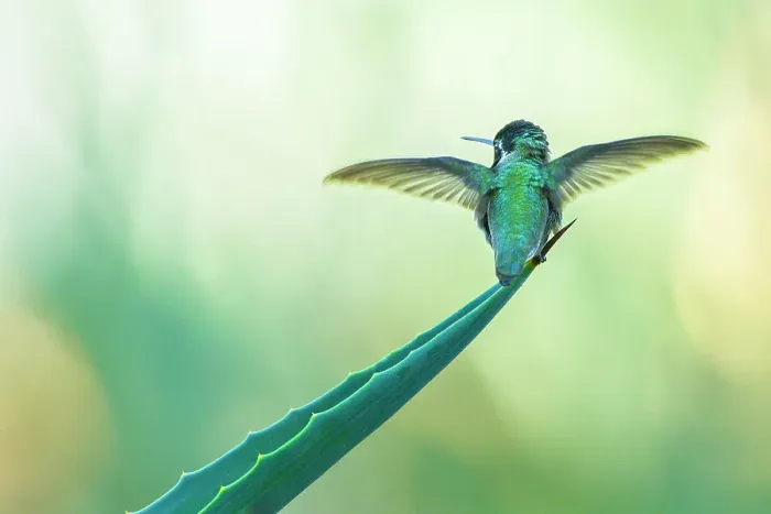 Framed Print : Costa's hummingbird (Calypte costae) male, spreading its wings before taking flight, Coachella Valley, California, USA Framed Print : Costa's hummingbird (Calypte costae) male, spreading its wings before taking flight, Coachella Valley, California, USA
