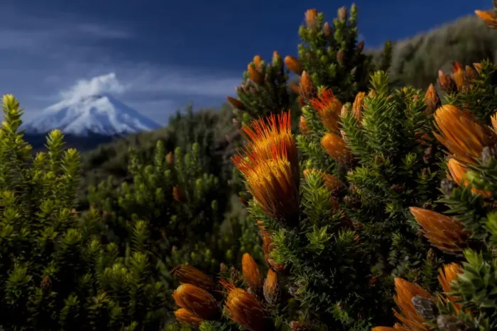 Framed Print : Cotopaxi volcano at sunrise with the Flower of the Andes (Chuquiraga jussieui) Cotopaxi Framed Print : Cotopaxi volcano at sunrise with the Flower of the Andes (Chuquiraga jussieui) Cotopaxi
