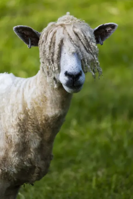 Framed Print : A Cotswold Lion sheep, rare breed, Gloucestershire, UK. June Framed Print : A Cotswold Lion sheep, rare breed, Gloucestershire, UK. June