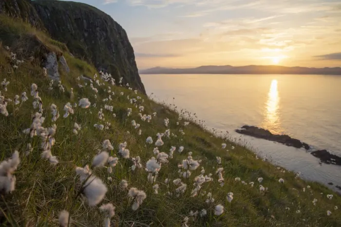 Framed Print : Cotton grass (Eriophorum angustifolium) growing on Garbh Eilean with the Isle of Lewis behind Framed Print : Cotton grass (Eriophorum angustifolium) growing on Garbh Eilean with the Isle of Lewis behind