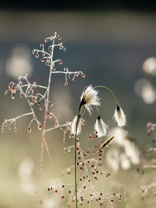 Framed Print : Cotton grass (Eriophorum angustifolium) and Quaking grass (Briza media) in sunlight, Upper Bavaria, Germany. June Framed Print : Cotton grass (Eriophorum angustifolium) and Quaking grass (Briza media) in sunlight, Upper Bavaria, Germany. June