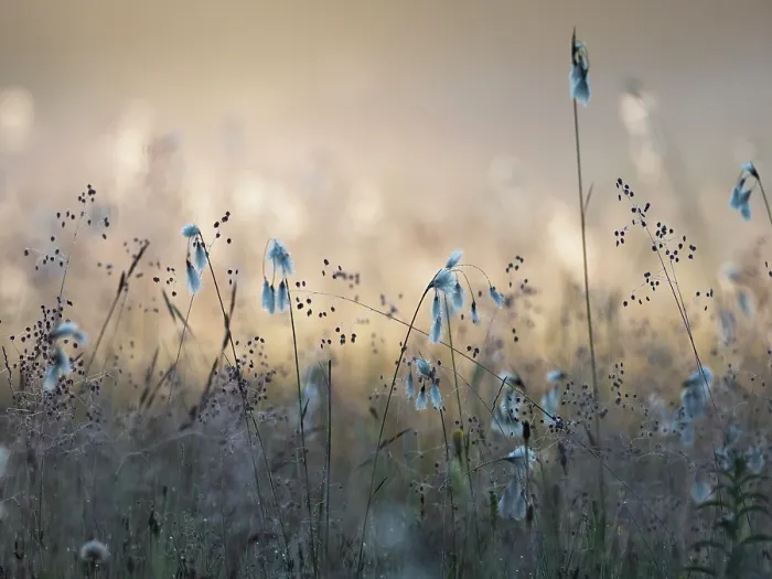 Framed Print : Cotton grass (Eriophorum angustifolium) and Quaking grass (Briza media) in sunlight, Upper Bavaria, Germany. June Framed Print : Cotton grass (Eriophorum angustifolium) and Quaking grass (Briza media) in sunlight, Upper Bavaria, Germany. June
