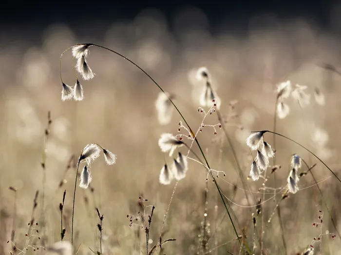 Framed Print : Cotton grass (Eriophorum angustifolium) and Quaking grass (Briza media) in sunlight, Upper Bavaria, Germany. June Framed Print : Cotton grass (Eriophorum angustifolium) and Quaking grass (Briza media) in sunlight, Upper Bavaria, Germany. June