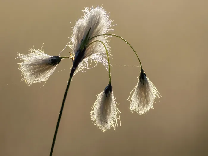 Framed Print : Cotton grass (Eriophorum angustifolium) seed heads, Upper Bavaria, Germany. June Framed Print : Cotton grass (Eriophorum angustifolium) seed heads, Upper Bavaria, Germany. June