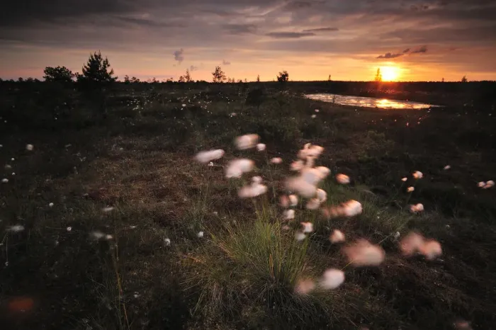 Framed Print : Cotton grass (Eriophorum) growing in bog at sunset, Kemeri National Park, Latvia Framed Print : Cotton grass (Eriophorum) growing in bog at sunset, Kemeri National Park, Latvia